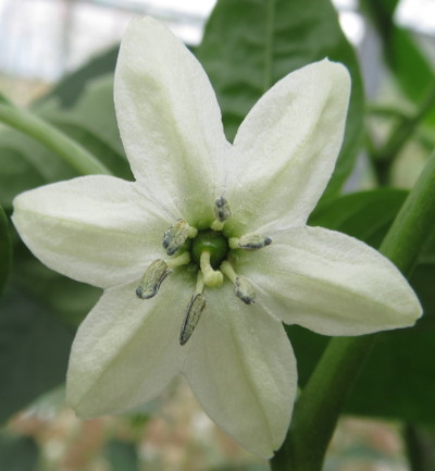 chilaca flower