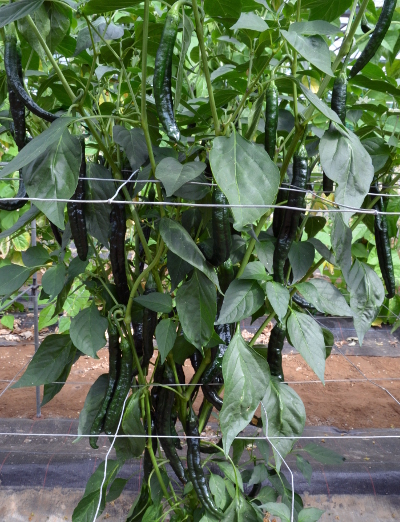 chilaca chilli plant