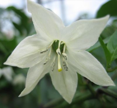 chimayo flower