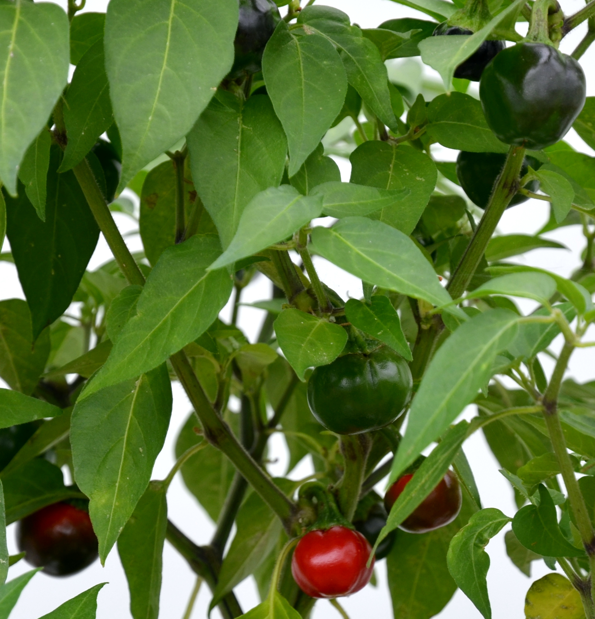 Dalle Khursani chillies
