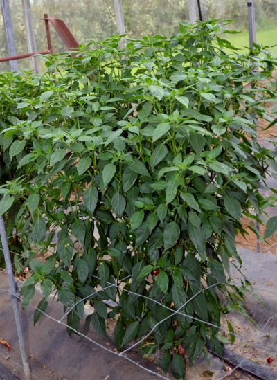 Dalle Khursani chilli plant