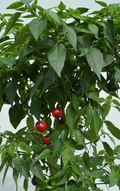 Dalle Khursani pot plant