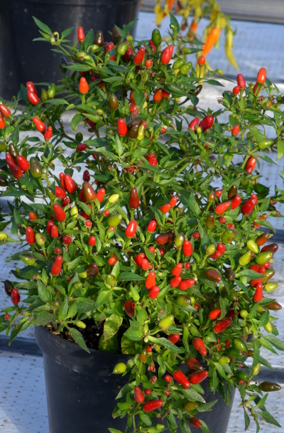 Hot Thai plant