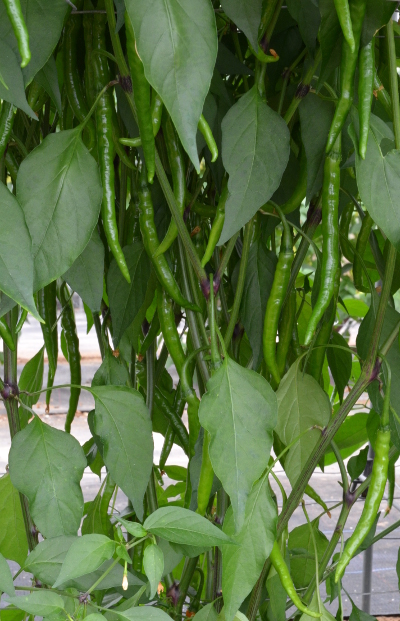Pusa Jwala chilli plant