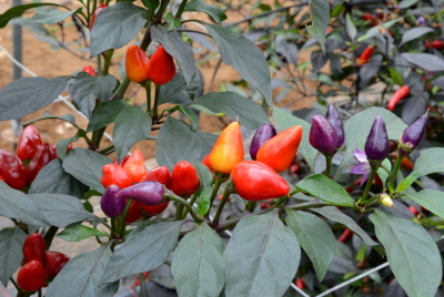 Bolivian Rainbow chillies
