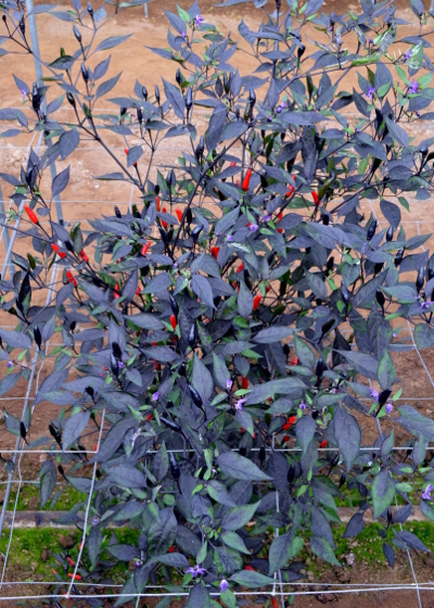 zimbabwe black plant