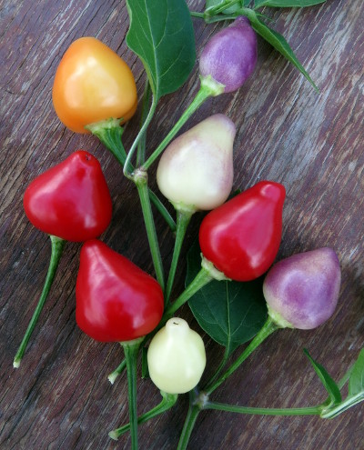 Spangles chillies