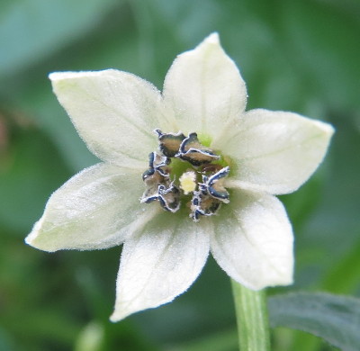aribibi gusano flower