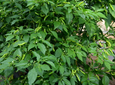 aribibi gusano plant
