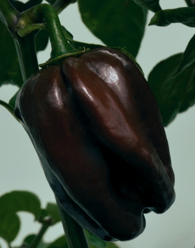 black habanero chilli