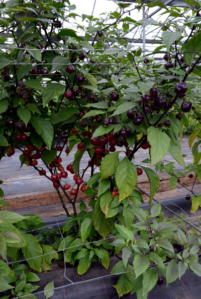 CGN 21500 chilli plant