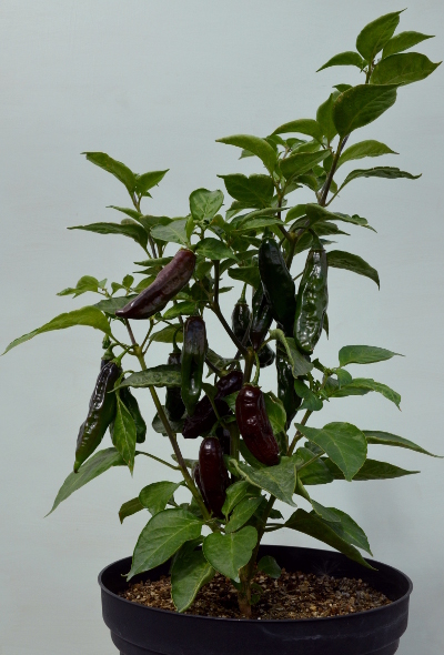machu pichu chilli plant