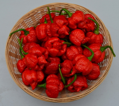 moruga red chillies