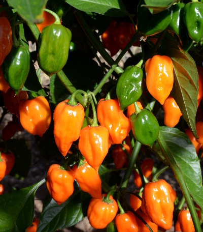 orange habanero plant