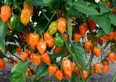 orange habanero