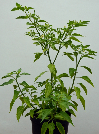 Thai Burapa pot plant