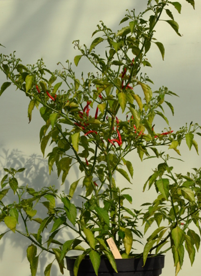 Thai Burapa chilli plant