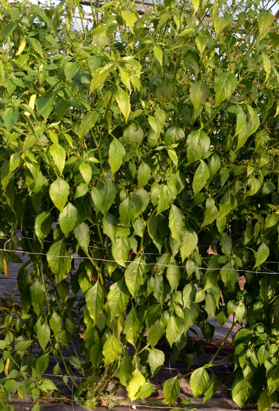 Thai Burapa chilli plant