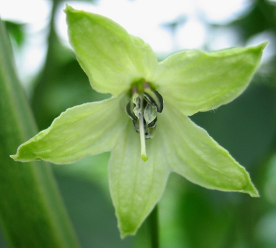 tabasco flower