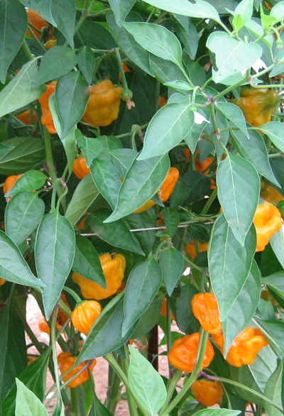 Jamaica hot chilli plant