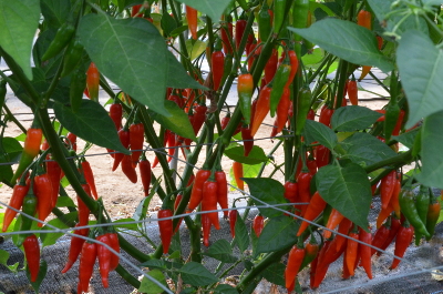 Julio chilli plant