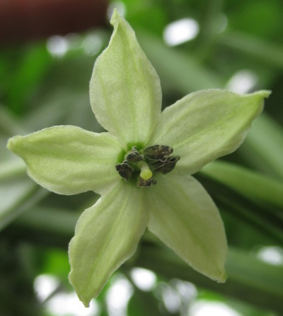 Julio chilli flower