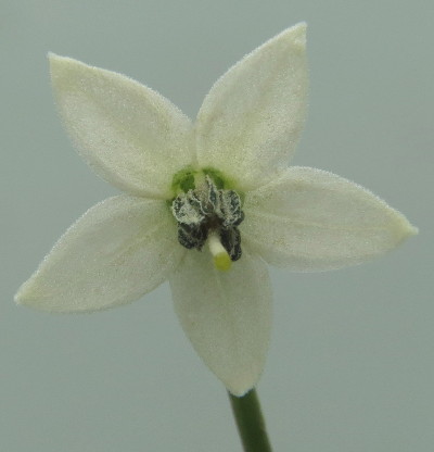 Chiltepin flower