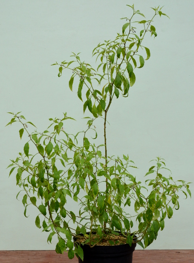 Capsicum eximium plant