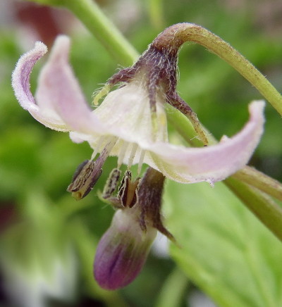 Capsicum eximium flower and bud