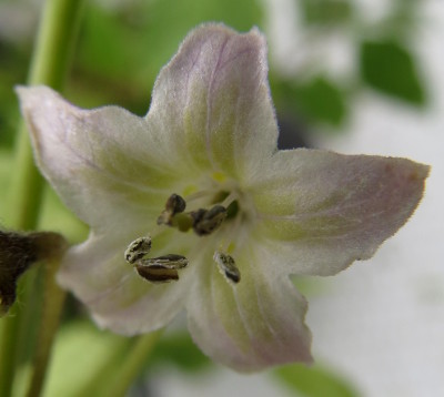 C. eximium flower
