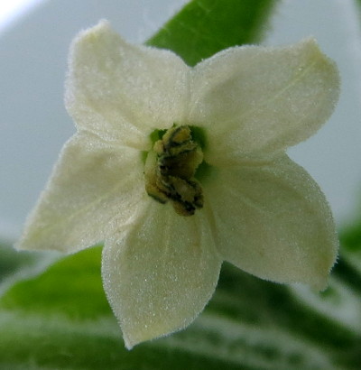 Capsicum galapagoense flower
