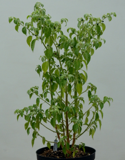 Capsicum galapagoense plant