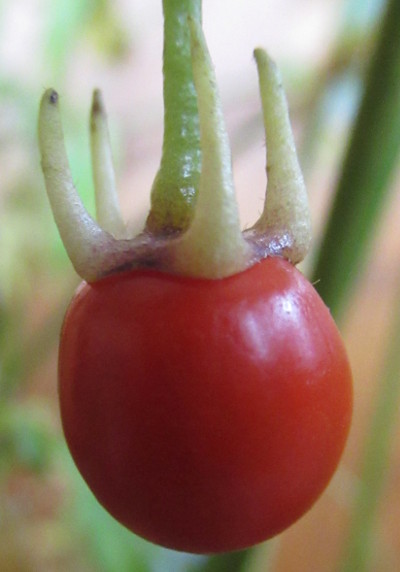 C. lanceolatum ripe chilli