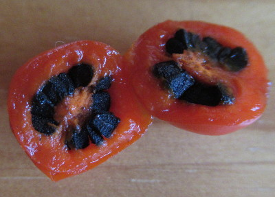 C. lanceolatum cut chilli