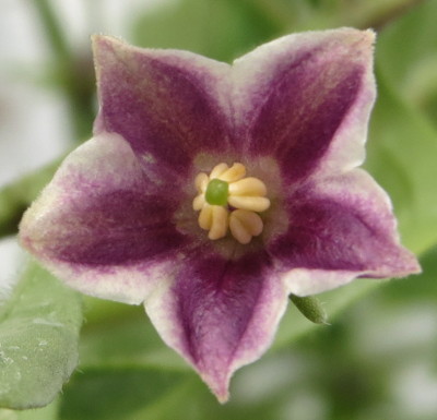 Capsicum lanceolatum flower