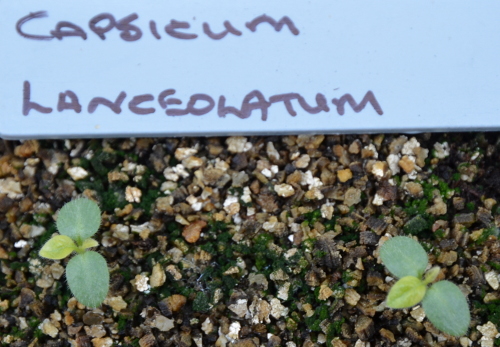 Capsicum lanceolatum seedlings