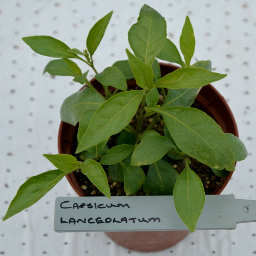 Capsicum lanceolatum in 9cm pot