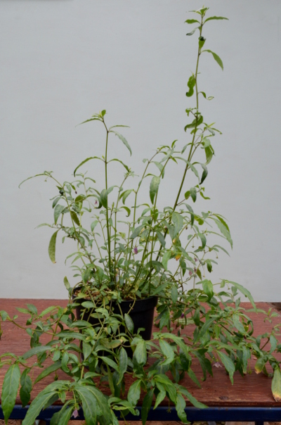 Capsicum lanceolatum plant