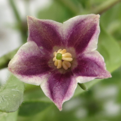 Capsicum lanceolatum flower