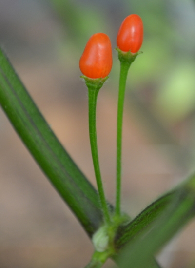 Capsicum praetermissum chillies