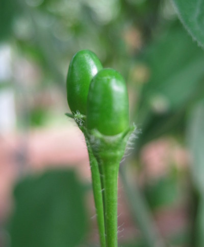 C. praetermissum chillies